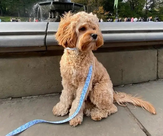 Blue Oyster Leash