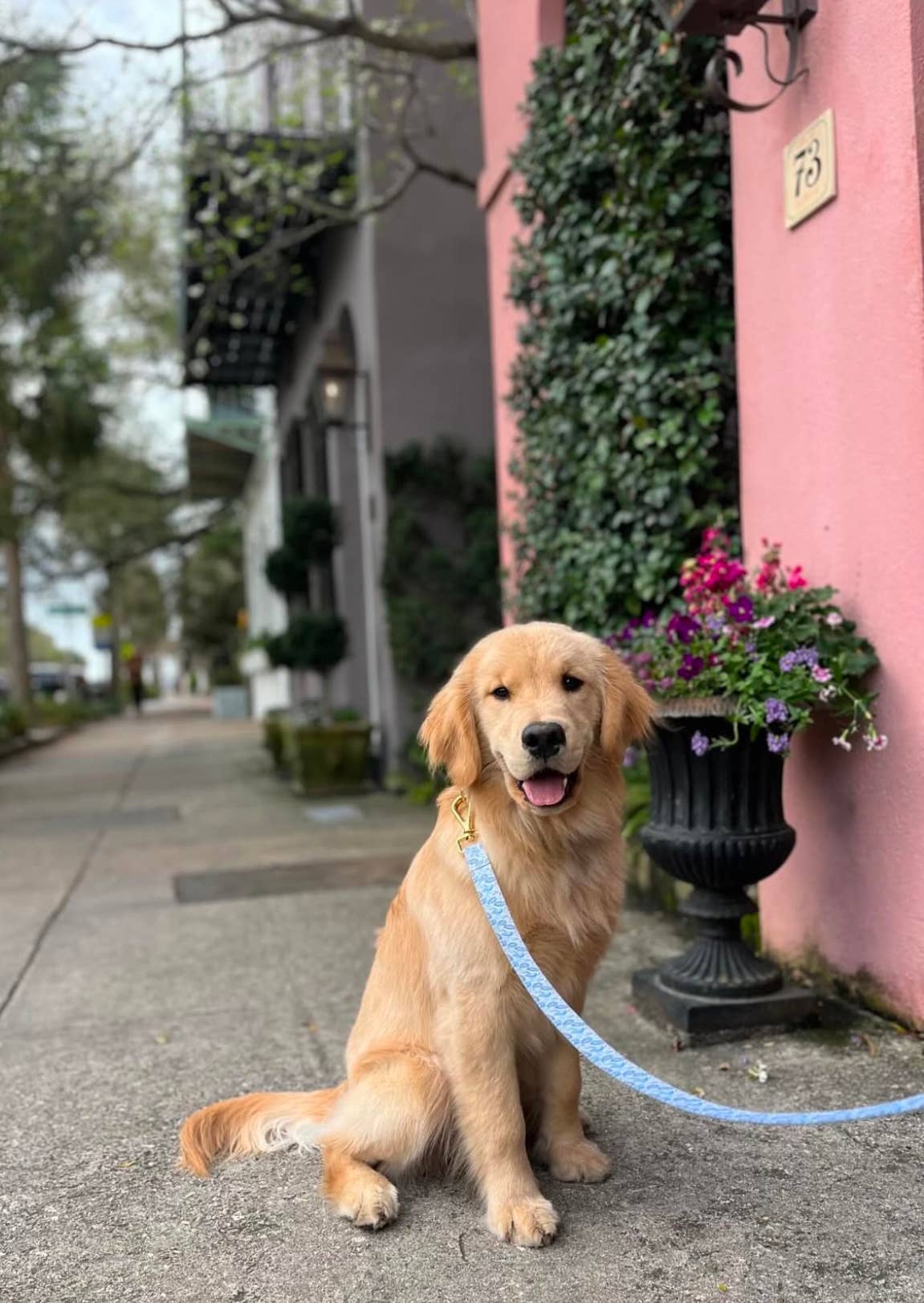 Blue Oyster Leash