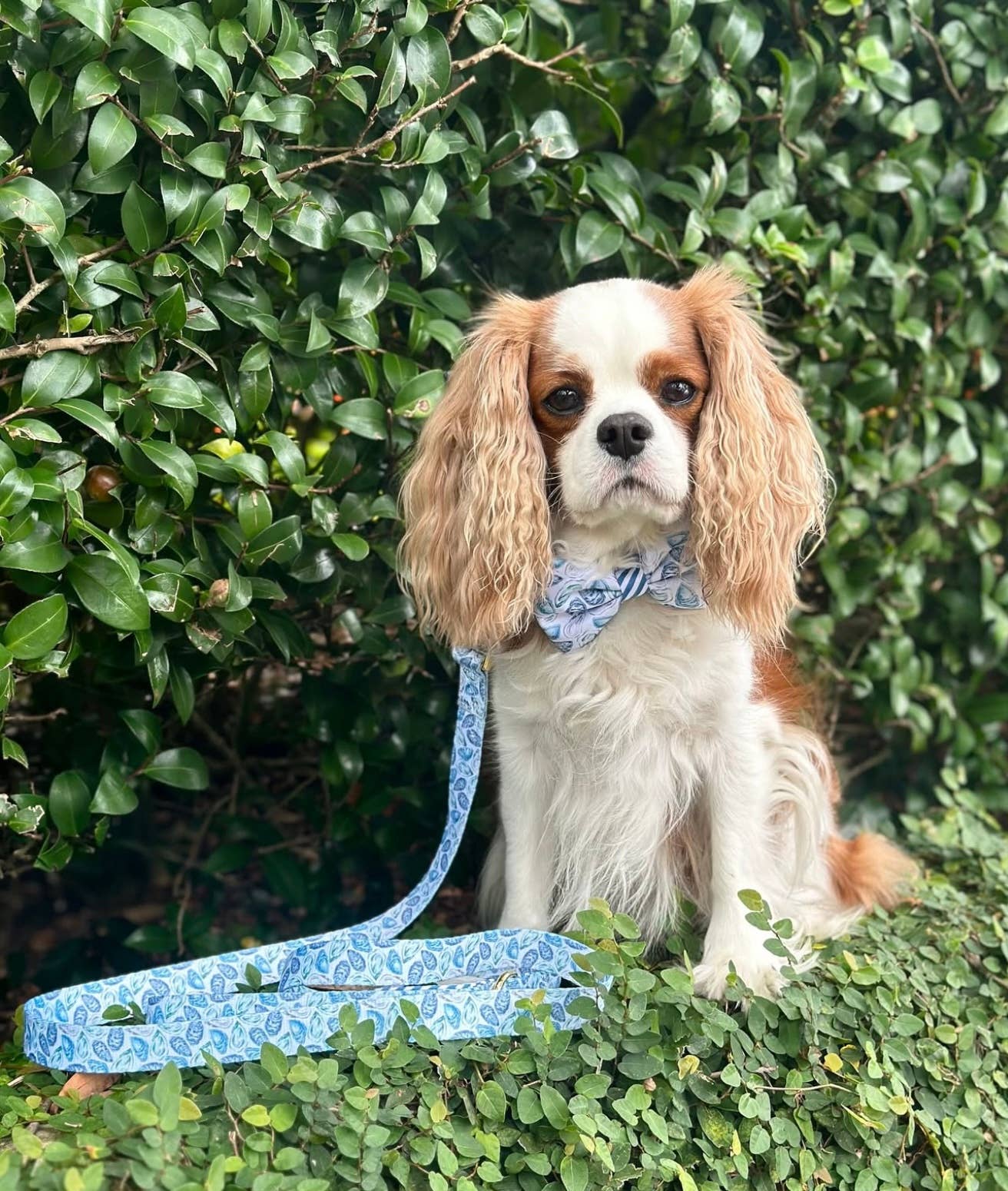 Blue Oyster Dog Collar
