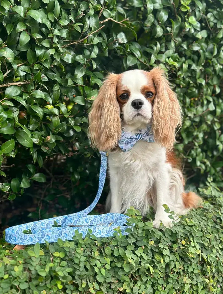 Blue Oyster Leash